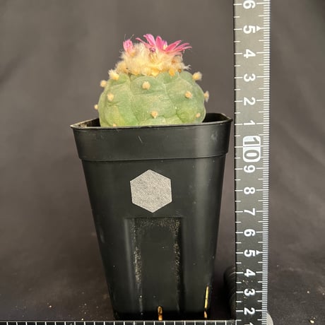 サボテン🌵ロフォフォラ銀冠玉　②