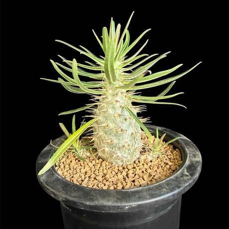 blue ページ　パキポディウム2点 パキポディウム・グラキリス | trigger