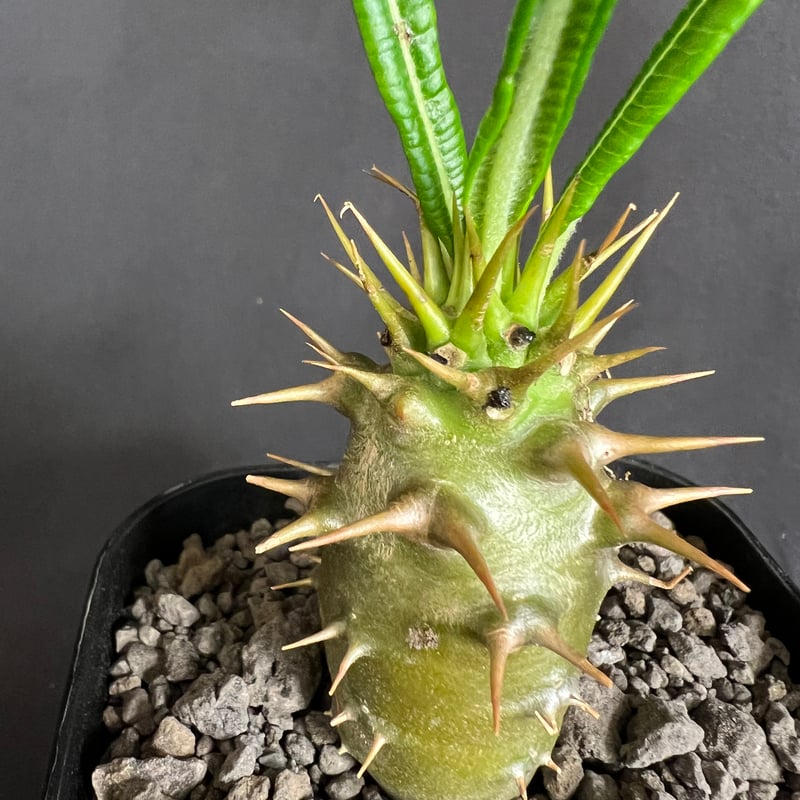 EMP パキポディウム アンボンゲンセ 実生 / 2本棘 確認済 Pa65 EMP パキポディウム アンボンゲンセ 実生 / 2本棘 確認済 Pa65