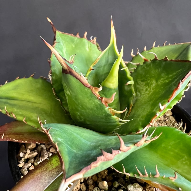 アガベ剣竜2頭ハビタットスタイル アガベ剣竜2頭ハビタットスタイル