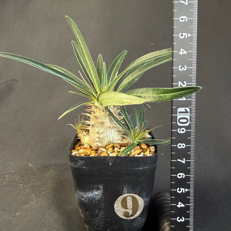 グラキリス 実生 Ⅺ 13 | HANDS PLANTS