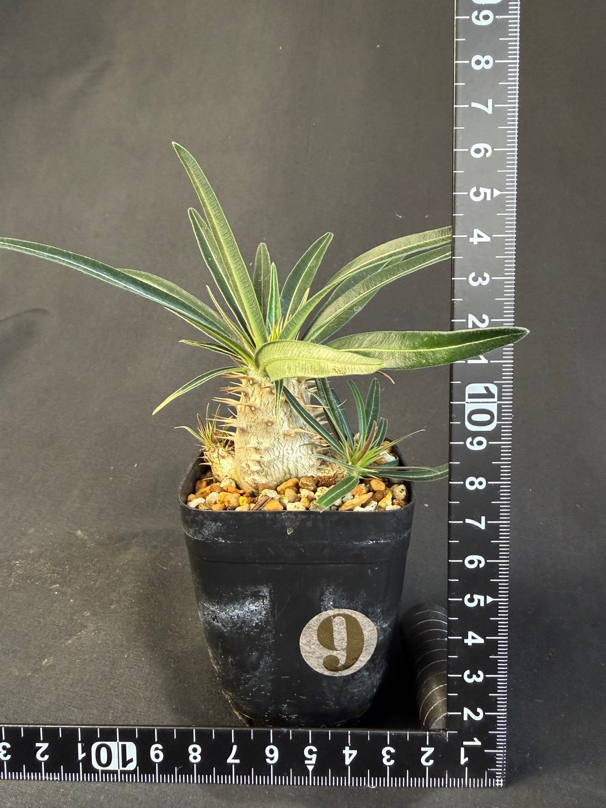 グラキリス 実生 Ⅺ 13 | HANDS PLANTS