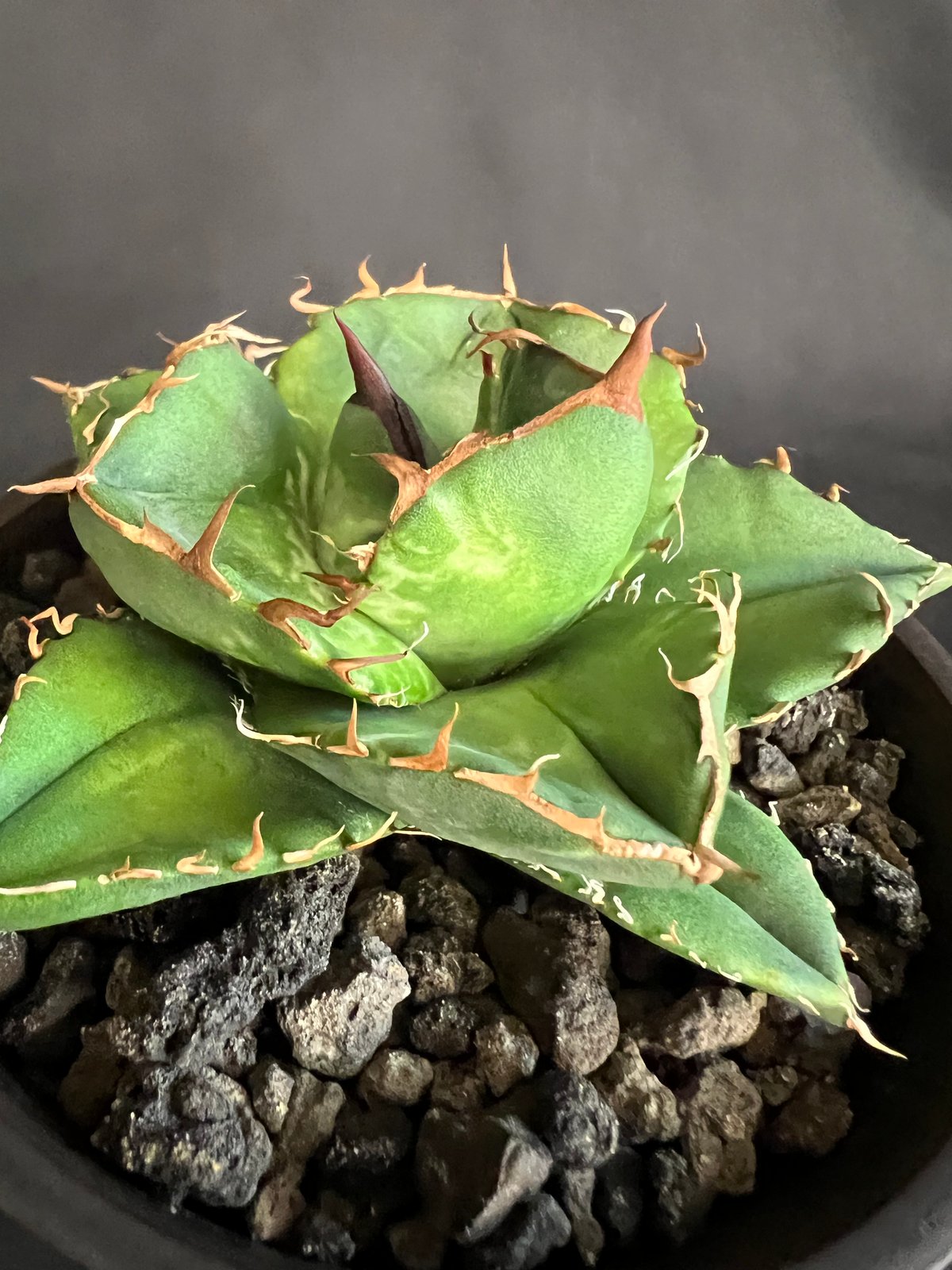 アガベ　ジャガーノート純血　鉢付 アガベ 純血ジャガーノート ④鉢 a13 | HANDS PLANTS