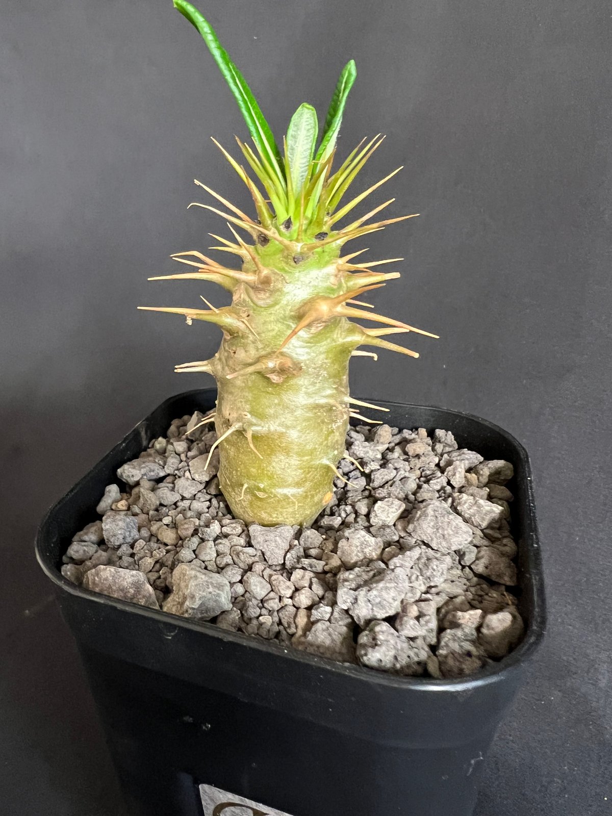 パキポディウム・アンボンゲンセ実生 ③ | HANDS PLANTS