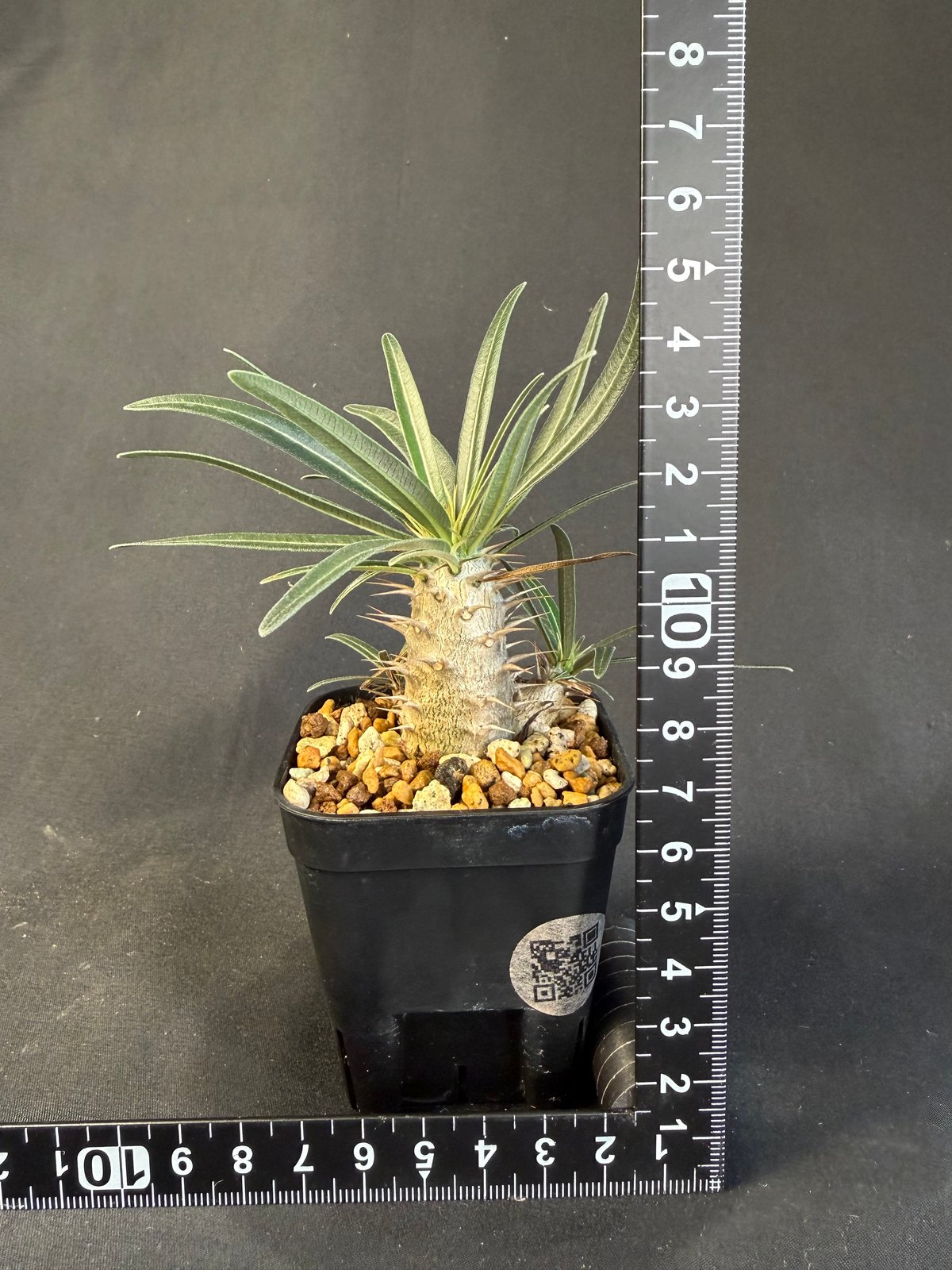 グラキリス 実生 Ⅻ 13 | HANDS PLANTS