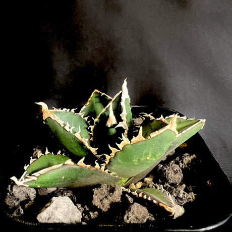 アガベ　チタノタ　狼人　⑤ ◇厳選◇アガベ・チタノタ 狼人（小株）-034｜agave titanota