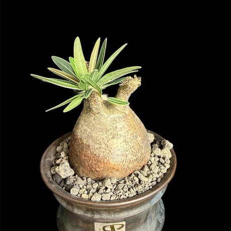 パキポディウムグラキリス | STORES