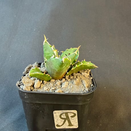 アガベ　チタノタ　鬼爪  901 ⅳ