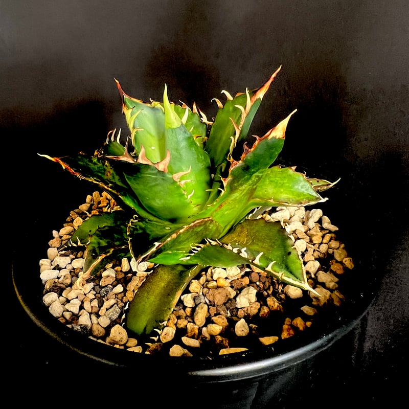 アガベ チタノタ レッドキャットウィーズル5号 27 | HANDS PLANTS