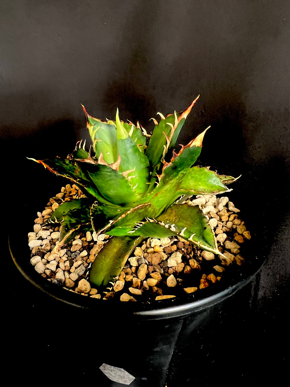 アガベ チタノタ レッドキャットウィーズル5号 27 | HANDS PLANTS