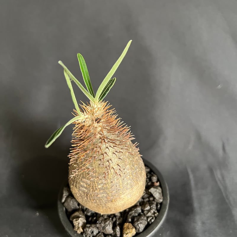 パキポディウムグラキリス 発根済み ⑩ | HANDS PLANTS