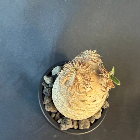 パキポディウム属 品種不明 発根済 良型 塊根植物 コーデックス