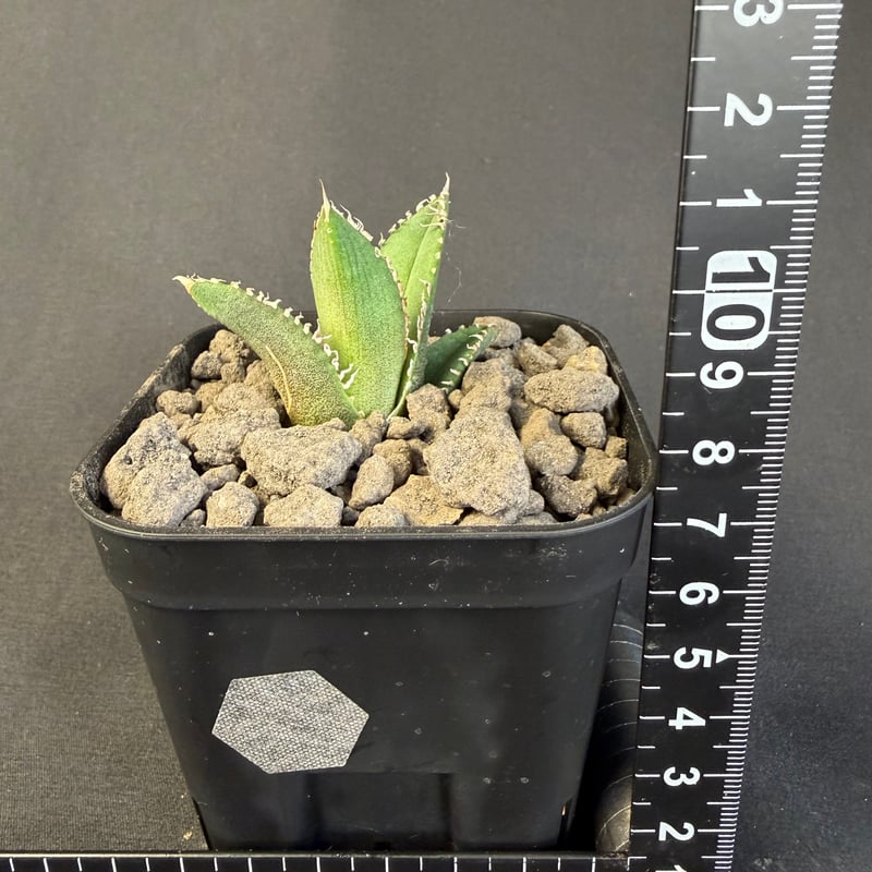 アガベ チタノタ 鰐亀（ワニガメ）子株 ⅲ | HANDS PLANTS