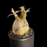 パキポディウムグラキリス 現地株　発根済み  陶器鉢 N198
