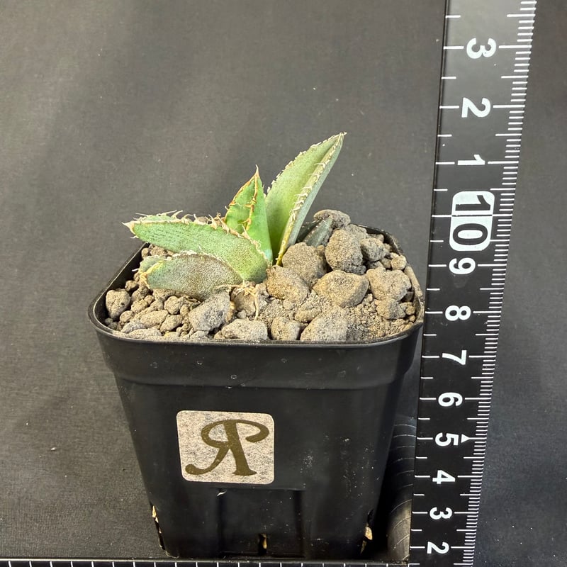 アガベ チタノタ 麻花龍（まかりゅう）ⅵ | HANDS PLANTS