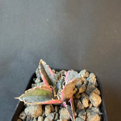 アガベ　チタノタ　白鯨錦　⑧