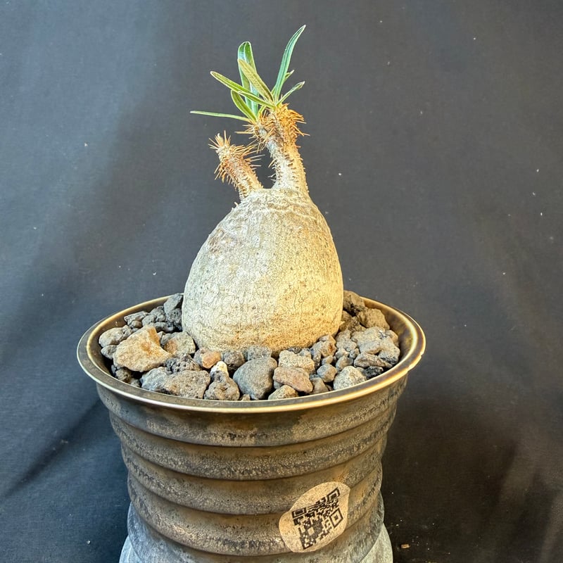 パキポディウムグラキリス 現地株 発根済み 陶器鉢 T22 | HANDS PLANTS