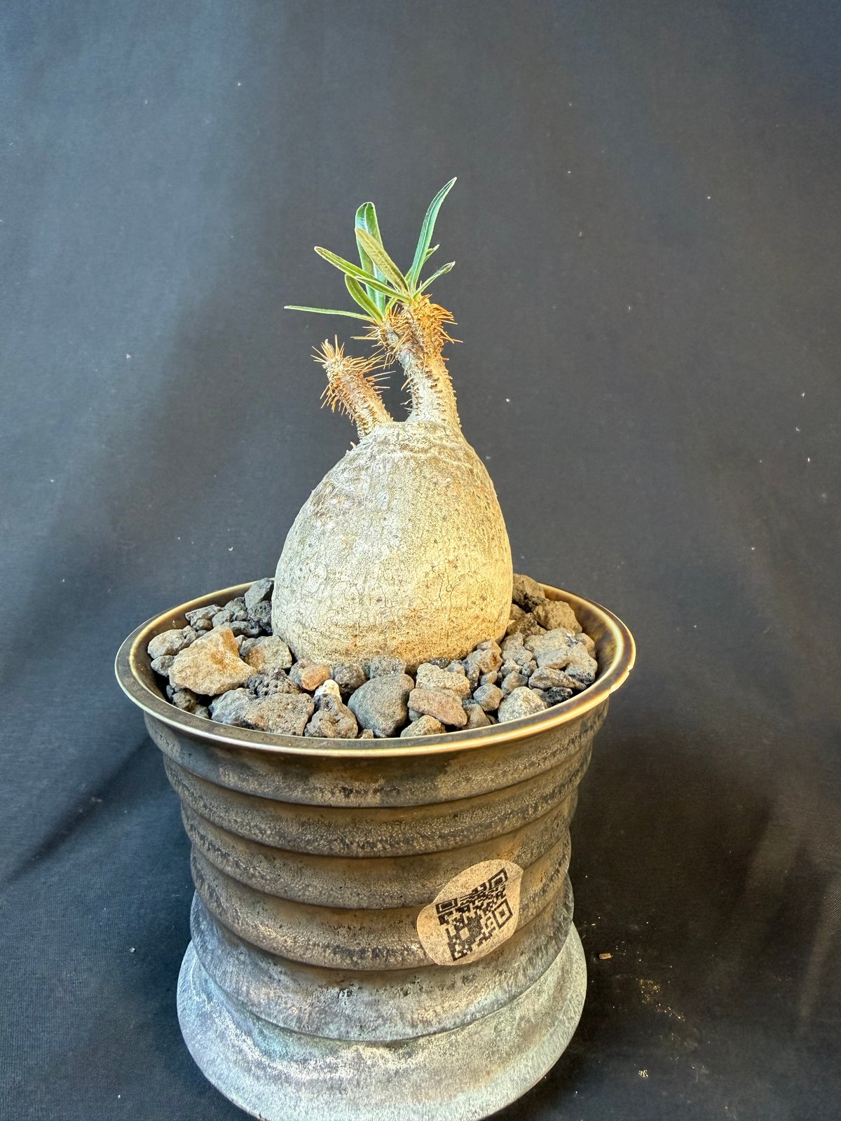 パキポディウムグラキリス 現地株 発根済み 陶器鉢 T22 | HANDS PLANTS