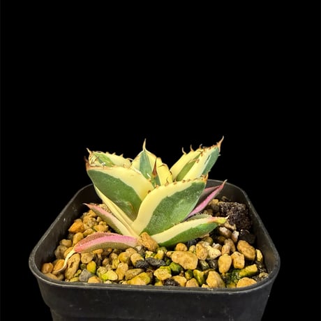 スナグルトゥース | STORES