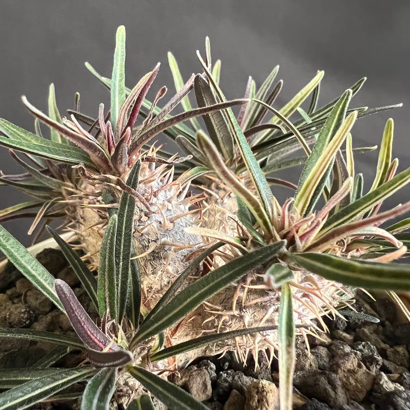 パキポディウム グラキリス多頭 実生株 | HANDS PLANTS