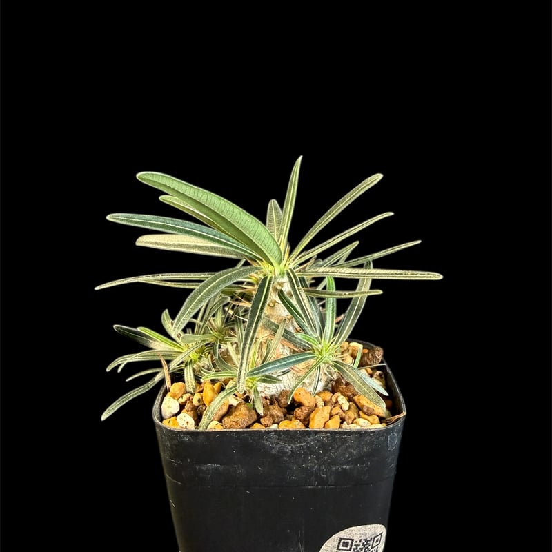 グラキリス 実生 ⑤13 | HANDS PLANTS