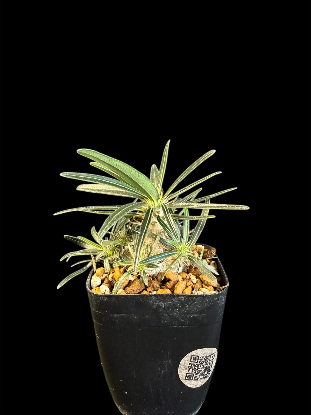 新春セール【グラキリス】塊根！良型良サイズ 新春セール【グラキリス】塊根！良型良サイズ グラキリス】春から塊根