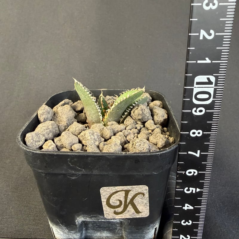 アガベ チタノタ 鰐亀（ワニガメ）子株 Ⅱ | HANDS PLANTS