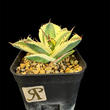 スナグルトゥース | STORES