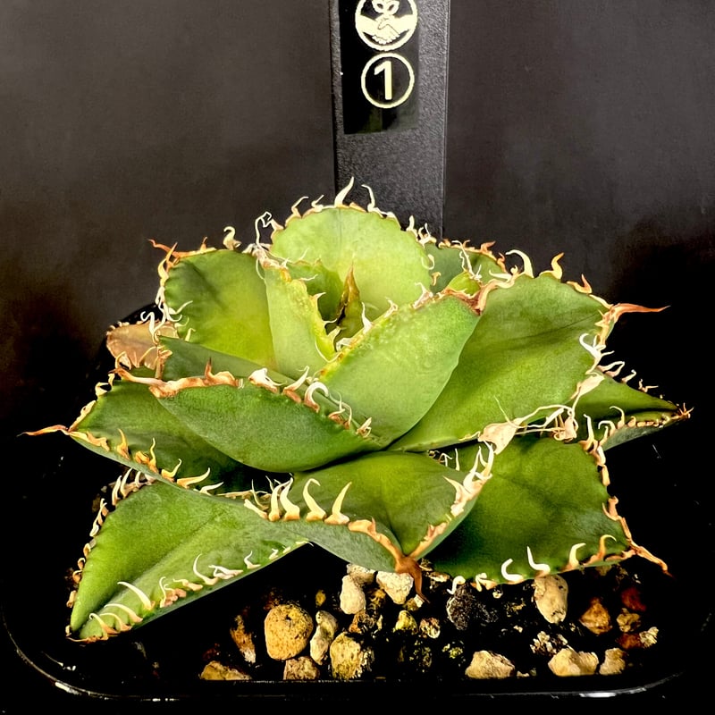 アガベ フィリグリー 選べる‼️アガベ フィリグリー(圓葉拇指) a15 | HANDS PLANTS