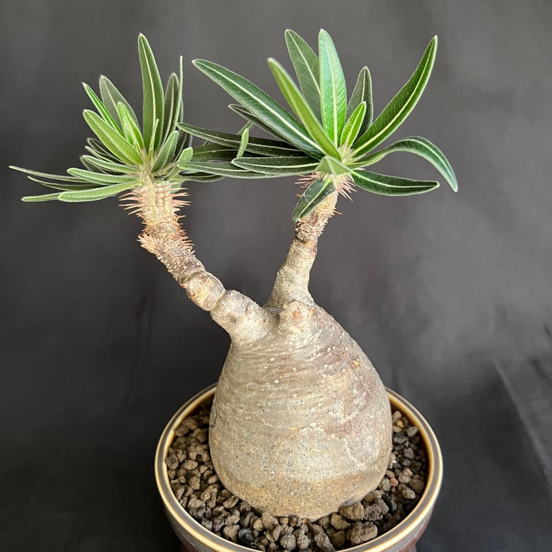 パキポディウムグラキリス 発根済 | HANDS PLANTS
