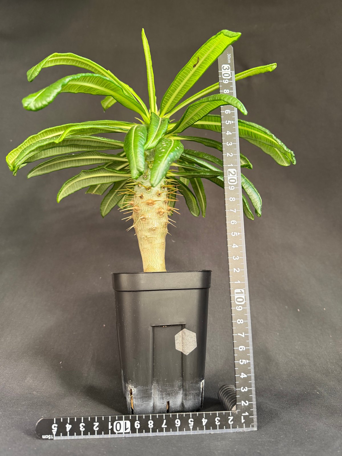 パキポディウム・アンボンゲンセ実生 k88 | HANDS PLANTS