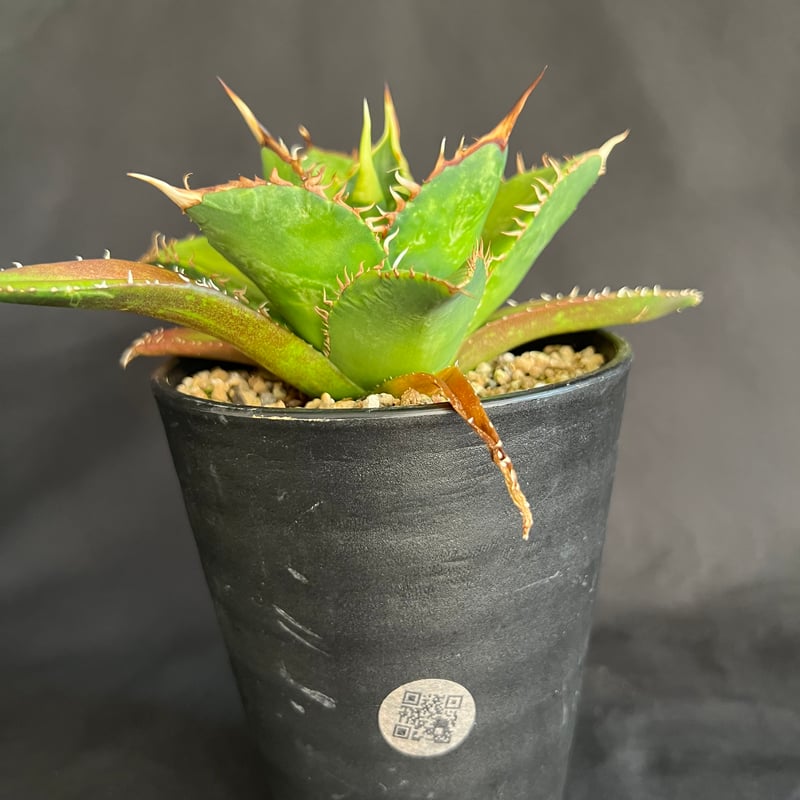 アガベ剣竜2頭ハビタットスタイル 2025年最新】剣竜 アガベの人気アイテム - メルカリ