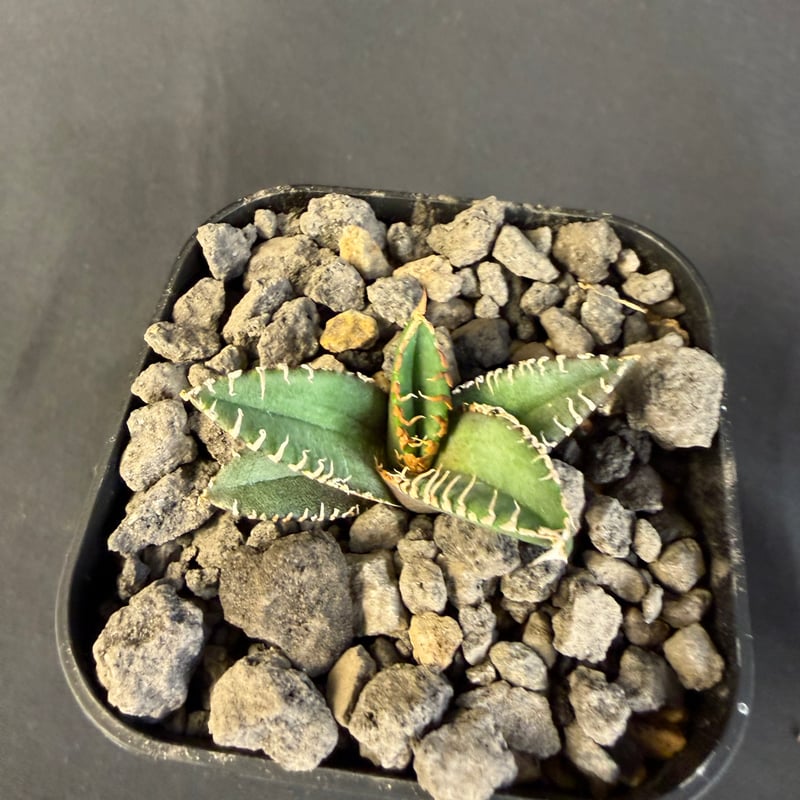 アガベ チタノタ 金蟾（きんせん）子株 | HANDS PLANTS