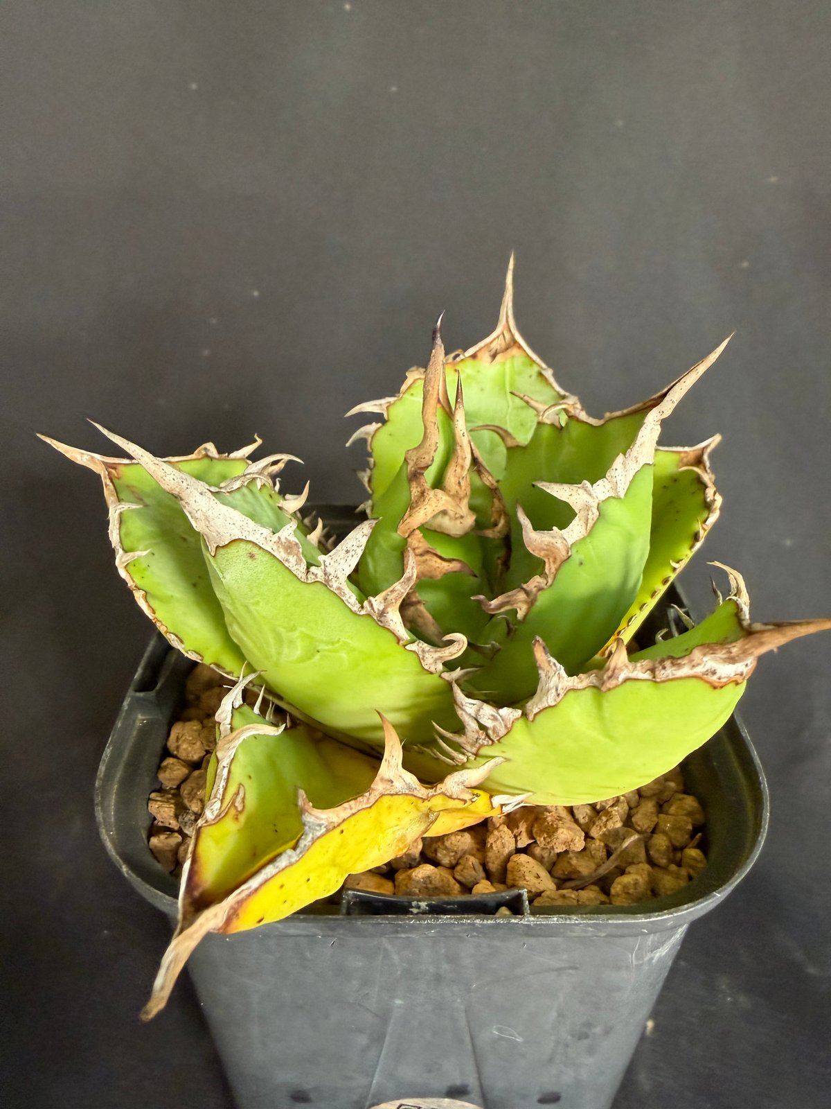 アガベ チタノタ 白鯨 ライムグリーン58 | HANDS PLANTS