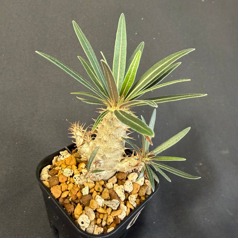 初売りセール 国内実生 グラキリス良型 初売りセール 国内実生