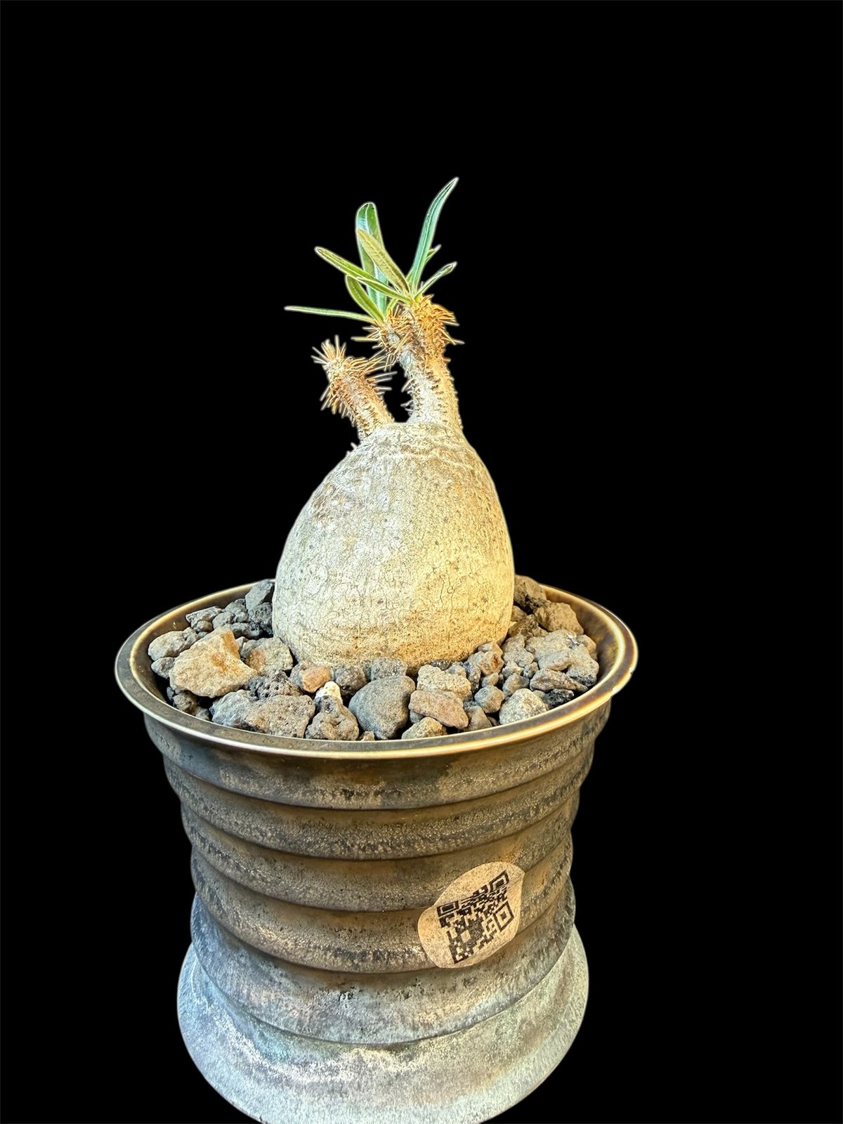 パキポディウムグラキリス 現地株 発根済み 陶器鉢 T22 | HANDS PLANTS