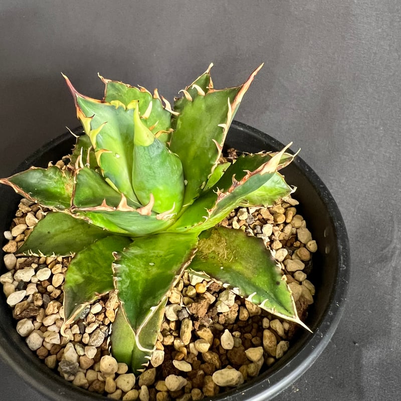 アガベ チタノタ レッドキャットウィーズル5号 27 | HANDS PLANTS