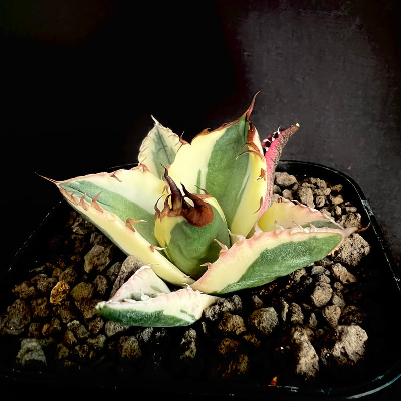 アガベ チタノタ スナグルトゥース③ | HANDS PLANTS