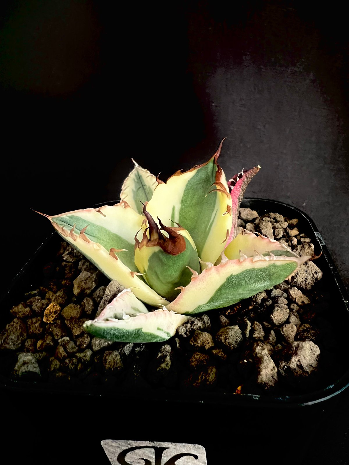 アガベチタノタスナグルトゥース アガベ チタノタ スナグルトゥース Agave titanota Snaggle Tooth