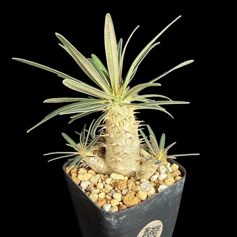 グラキリス 実生 ①13 | HANDS PLANTS