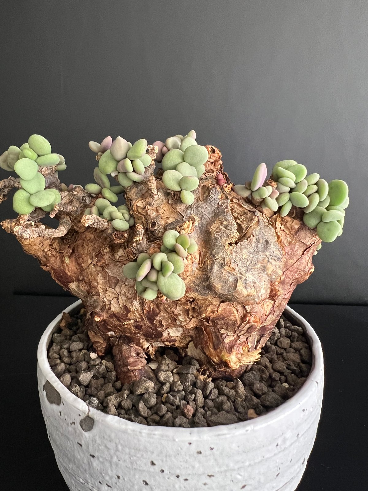 ケラリアピグマエア 現地株 発根済 b5 | HANDS PLANTS