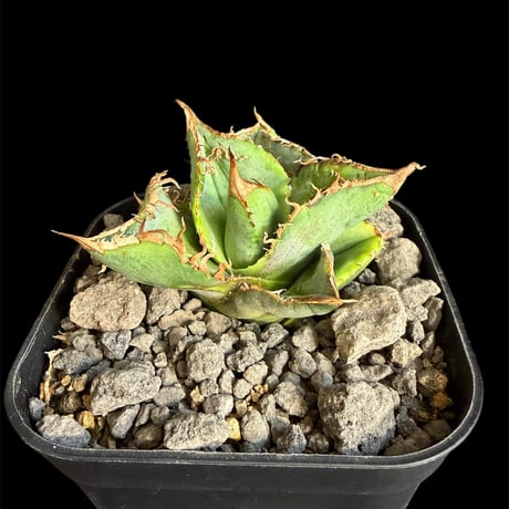 【まとめ売り】スナグルトゥース、ブラックアンドブルー、ハデス)アガベ チタノタ アガベ チタノタ ブラックアンドブルー / BB 藍球 