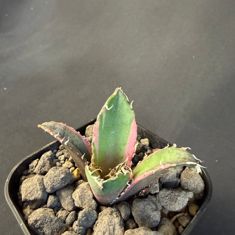 アガベ チタノタ 白鯨錦 ⅳ | HANDS PLANTS