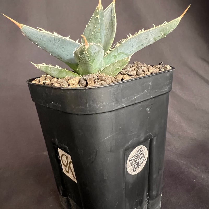 アガベ チタノタ シャークソード a30 | HANDS PLANTS