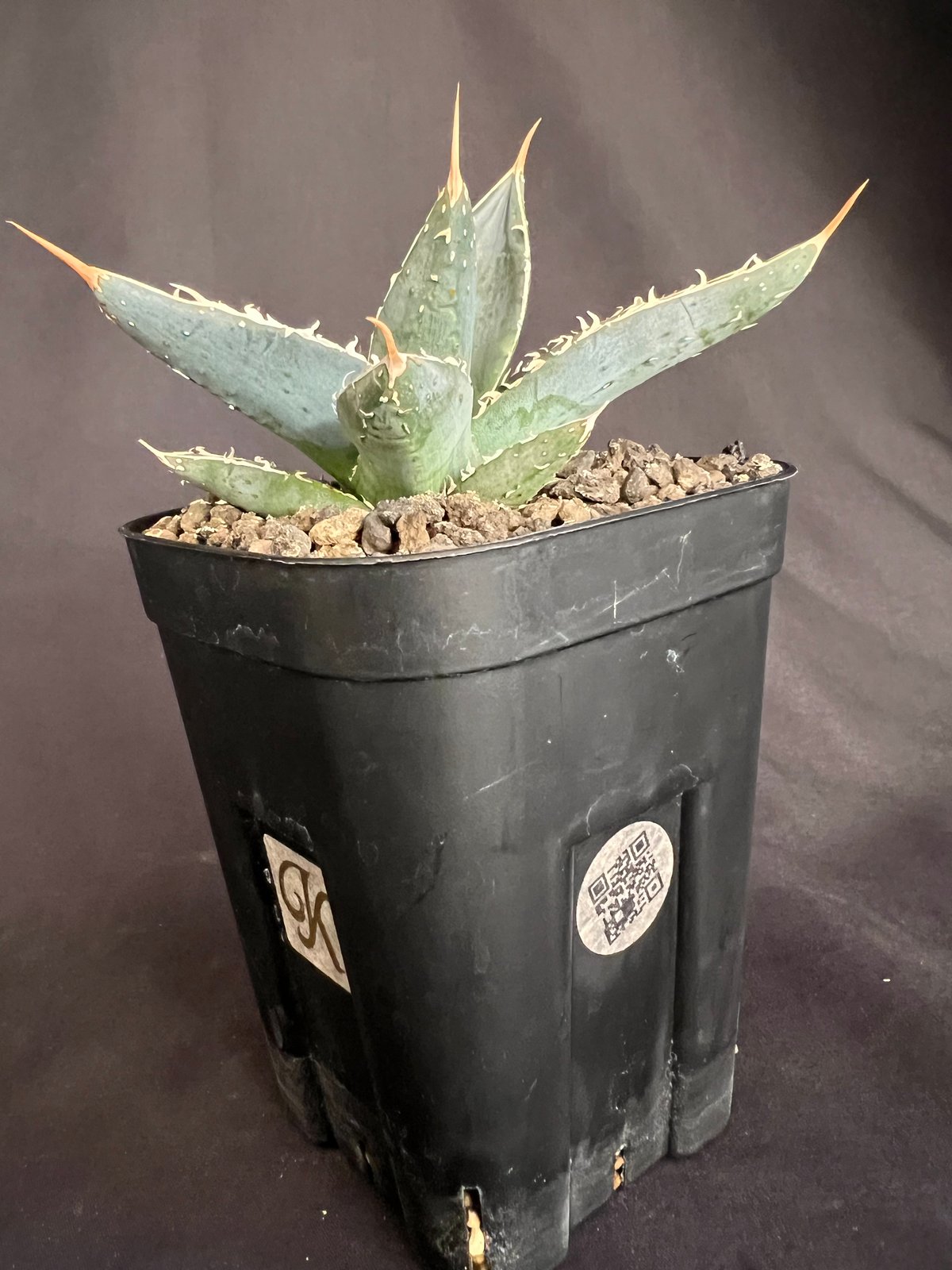 ①アガベ 氷山 オシャレ鉢植え大株 カキ仔有 おまけ1鉢付き ①アガベ 氷山 オシャレ鉢植え大株 カキ仔有 おまけ2鉢付き