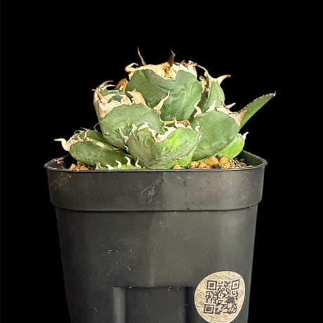 アガベ魔丸 | STORES