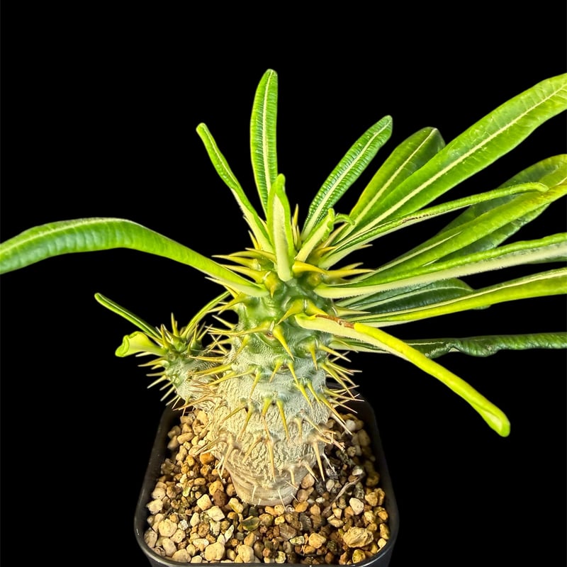 専用 パキポディウム・アンボンゲンセ実生 | HANDS PLANTS