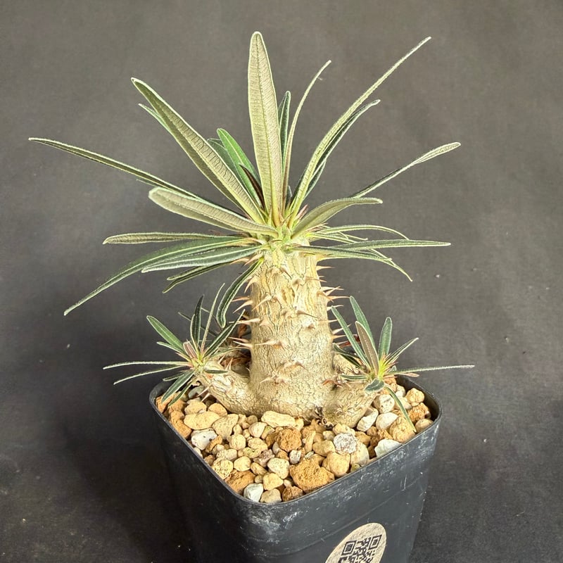 グラキリス 実生 ①13 | HANDS PLANTS