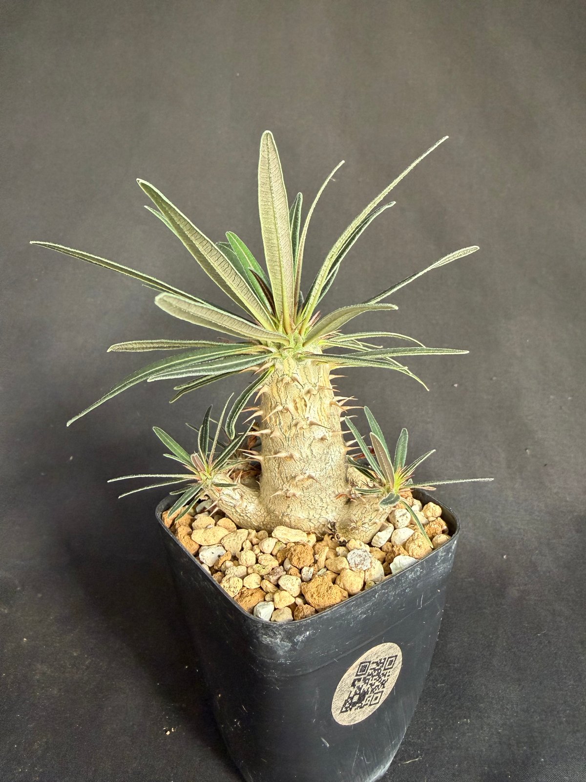 グラキリス 実生 ①13 | HANDS PLANTS