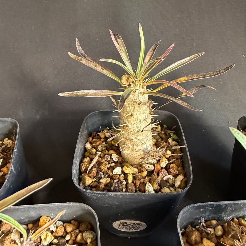 グラキリス 実生 5株セット ②G | HANDS PLANTS